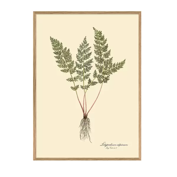 The Dybdahl Co. - Lolypodium Alpinum 50*70