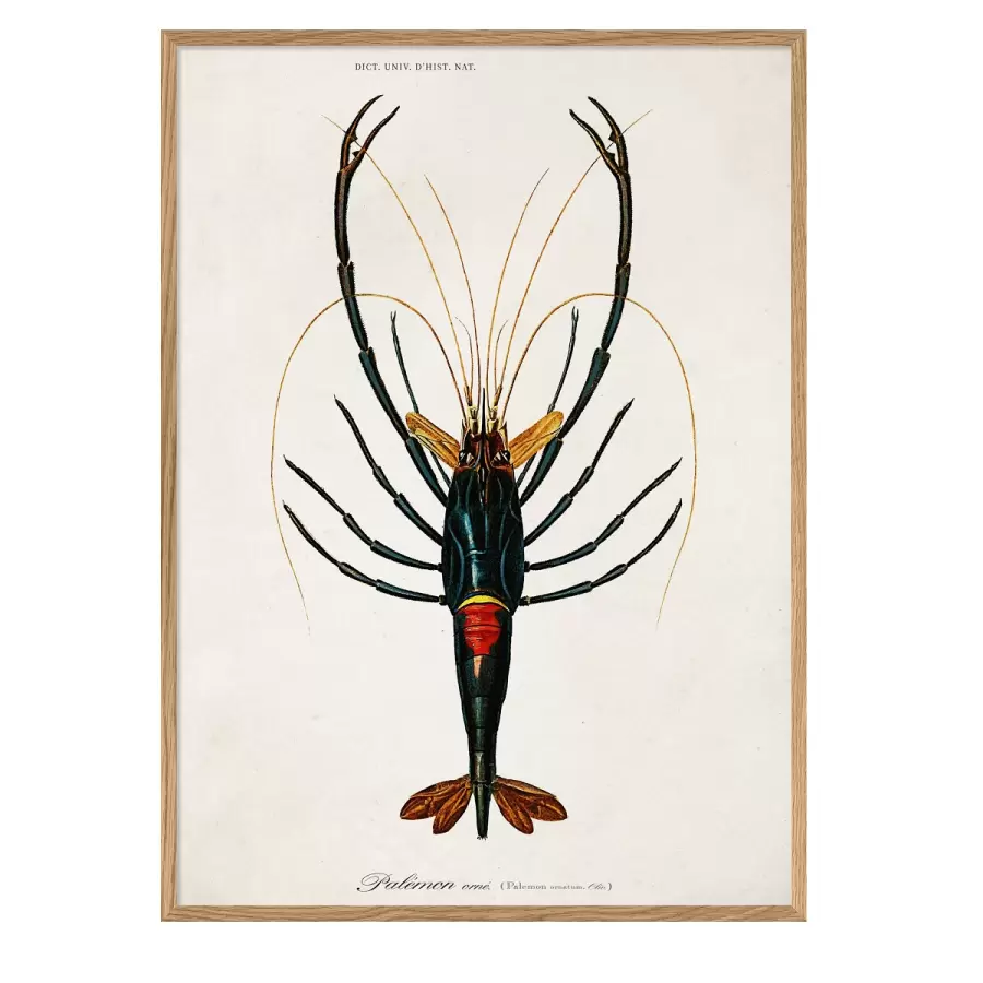 The Dybdahl Co. - Crayfish #6601 50*70