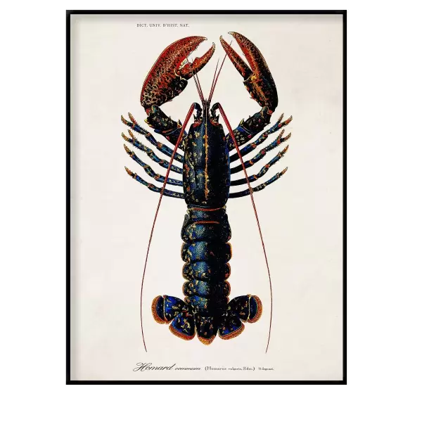 The Dybdahl Co. - Lobster 50*70 indrammet - Sendes ikke