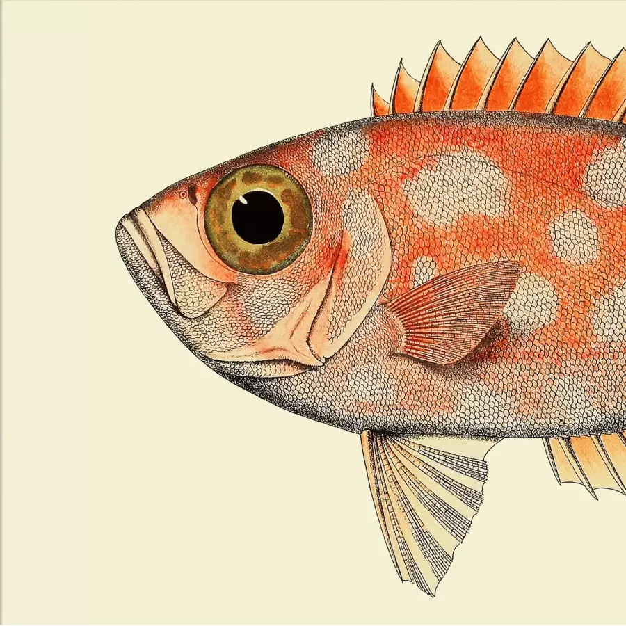 The Dybdahl Co. - Dottet Orange Fish Head #5610