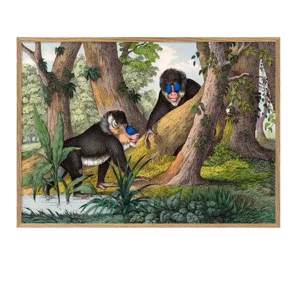 The Dybdahl Co. - Mandrill 70*100 The Dybdahl Co. - Mandrill 70*100