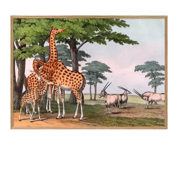 The Dybdahl Co. - Giraffe & Gemsbok, 70*100 The Dybdahl Co. - Giraffe & Gemsbok, 70*100