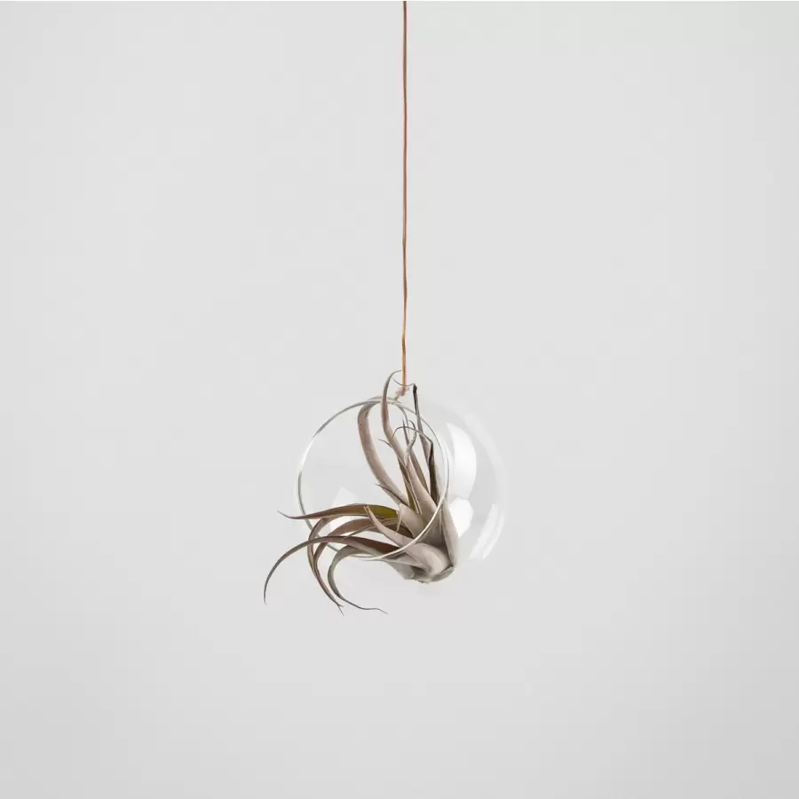 Studio About - Hanging Plant Bubble, M.