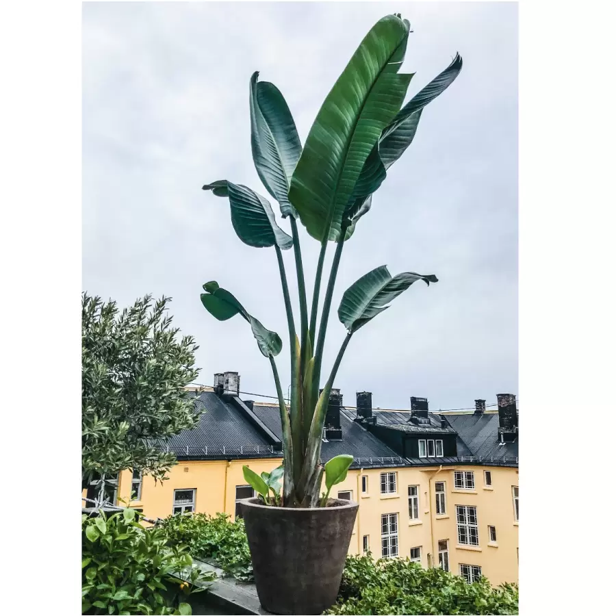 New Mags - Plantelykke, Skab grønne oaser i dit hjem