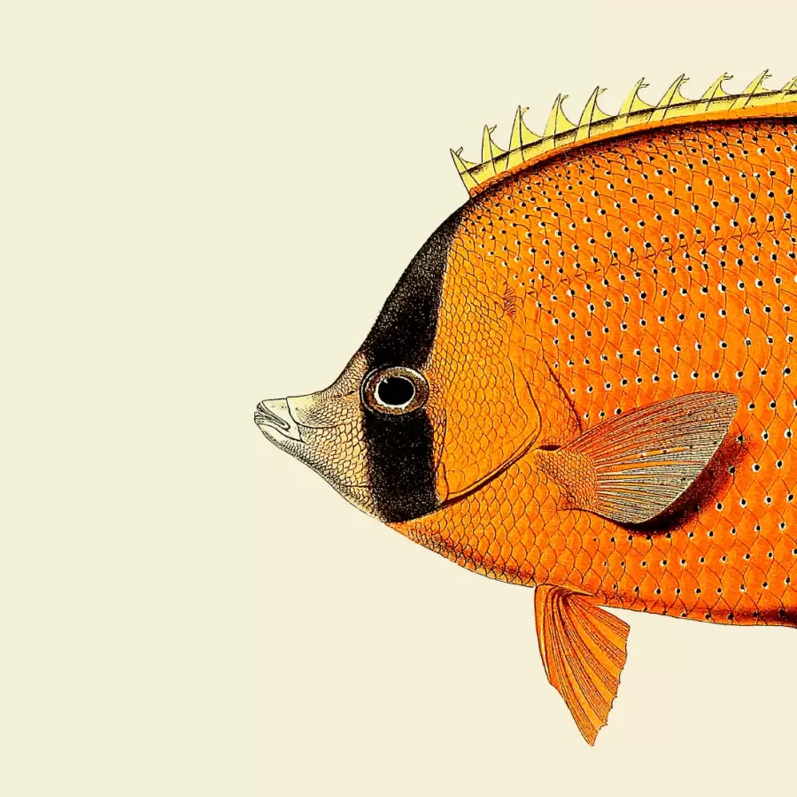 The Dybdahl Co. - Orange Fish Head #5608, 30*30