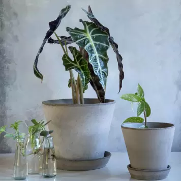 Bergs Potter - Ø:10 Urtepotte Julie, Grå Bergs Potter - Ø:10 Urtepotte Julie, Grå