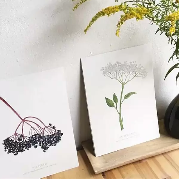 Pine Cone Project - Hyldeblomst A4