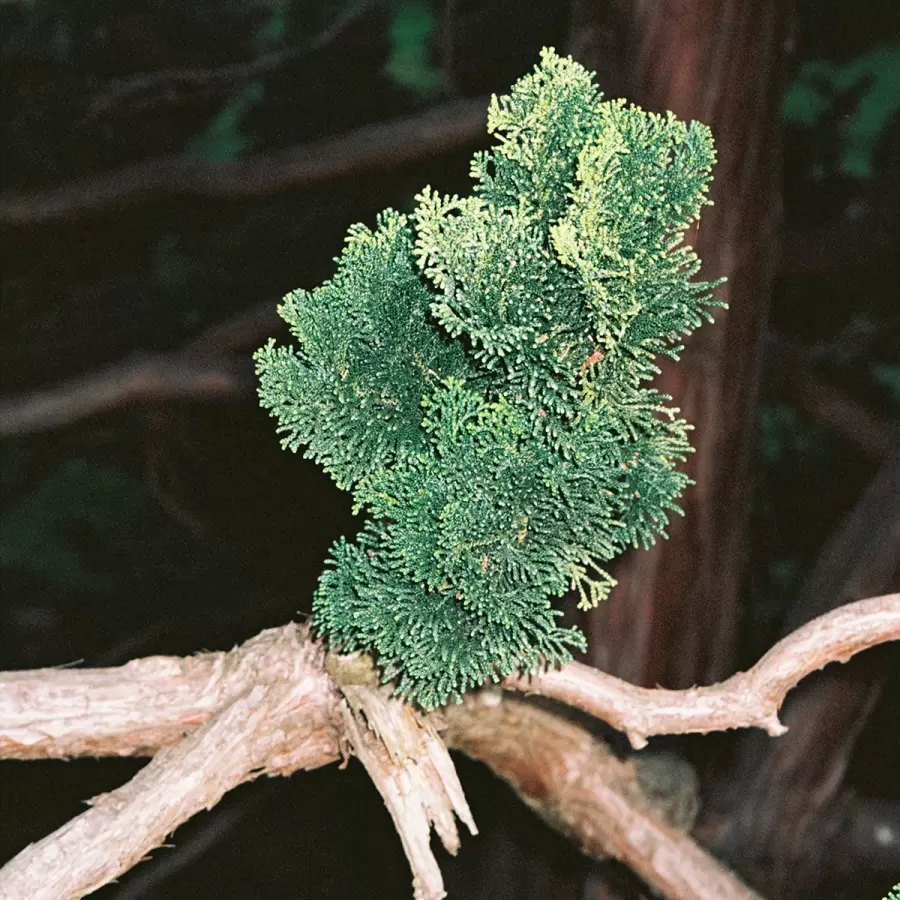 L:A Bruket - Duftlys No 255 Hinoki