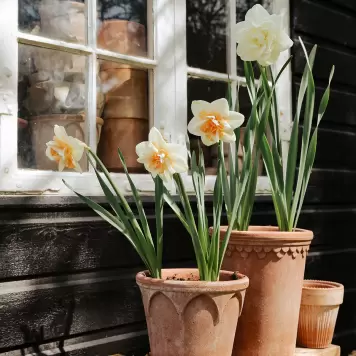 Bergs Potter - Københavnerpotten Rosa Raw Tall Ø:10 Bergs Potter - Københavnerpotten Rosa Raw Tall Ø:10