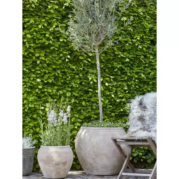 B Green - Eline Anique, L - Sendes ikke 