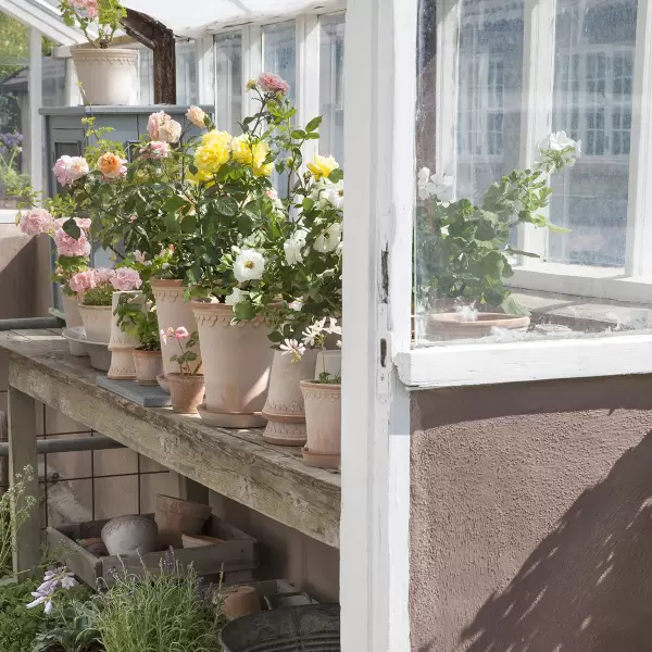 Bergs Potter - Ø:10 Københavnerpotten Uglaseret, Rosa Bergs Potter - Ø:10 Københavnerpotten Uglaseret, Rosa