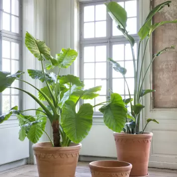 Bergs Potter - Ø:50 Københavnerpotte, Rosa - KUN krukke, Bestillingsvare - Hent selv