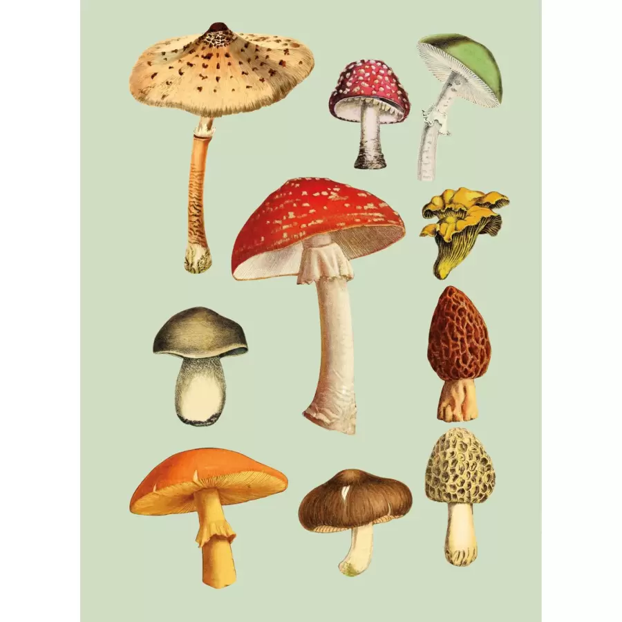 New Mags - Antiquarian Sticker Book
