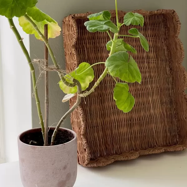 Jou Quilts - Jou Bakke, Rattan 30*35