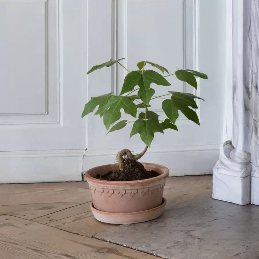 Bergs Potter - Københavner RÅ Rosa, Ø:21 Lav - Hent selv