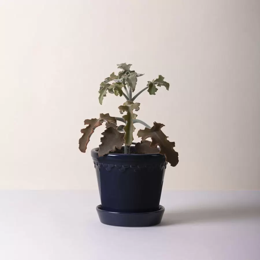 Bergs Potter - Ø:12 Sæt Glaseret Københavnerpotte, Sapphire Blue