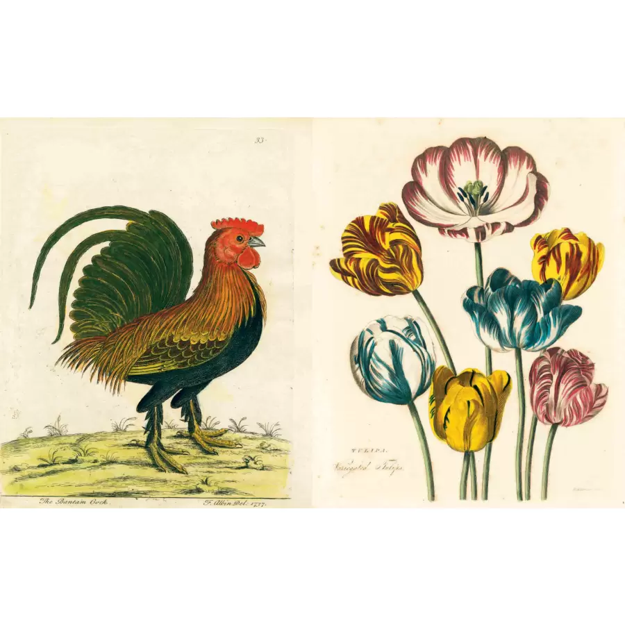 New Mags -  John Derian Picture Book