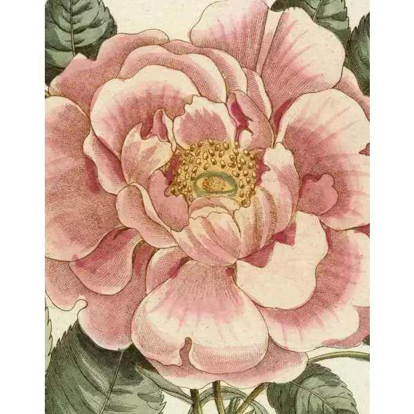 New Mags - John Derian Picture Book II