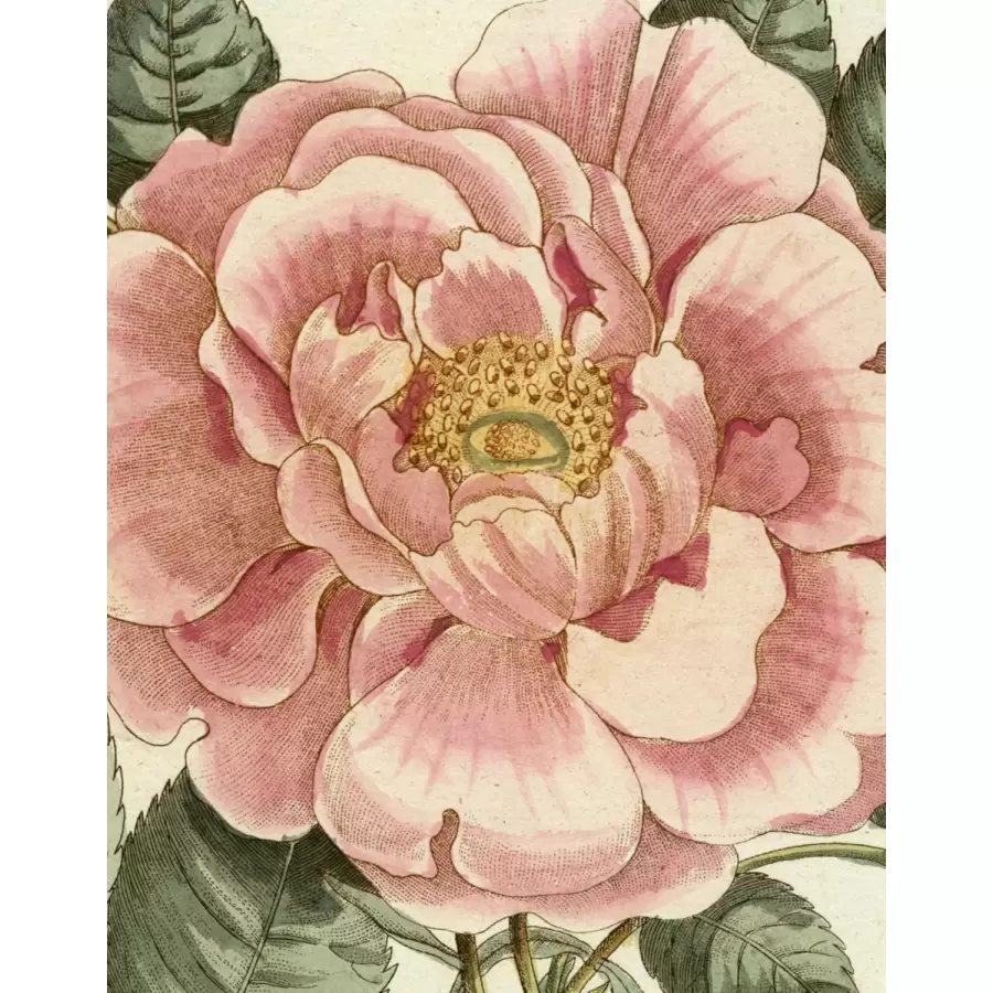 New Mags - John Derian Picture Book II