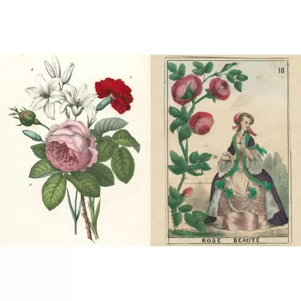 New Mags - John Derian Picture Book II New Mags - John Derian Picture Book II