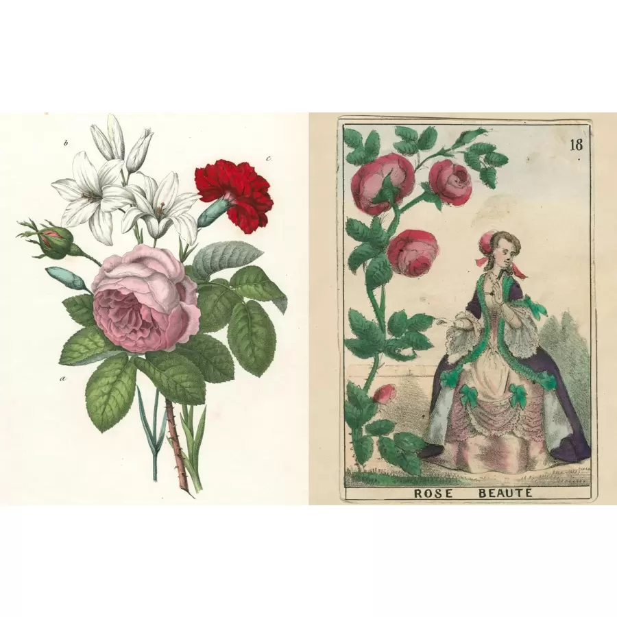 New Mags - John Derian Picture Book II