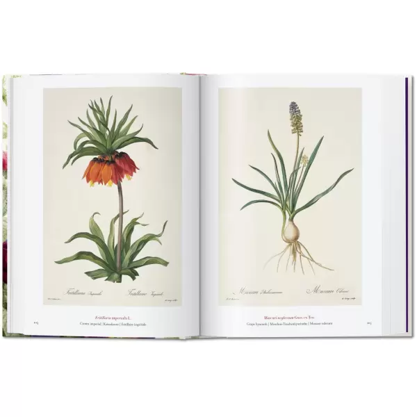 New Mags - Redouté - Book of Flowers. 40th Edt. New Mags - Redouté - Book of Flowers. 40th Edt.