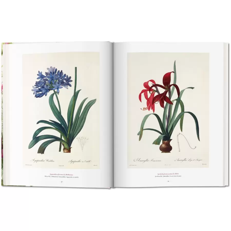 New Mags - Book of Flowers - Redouté