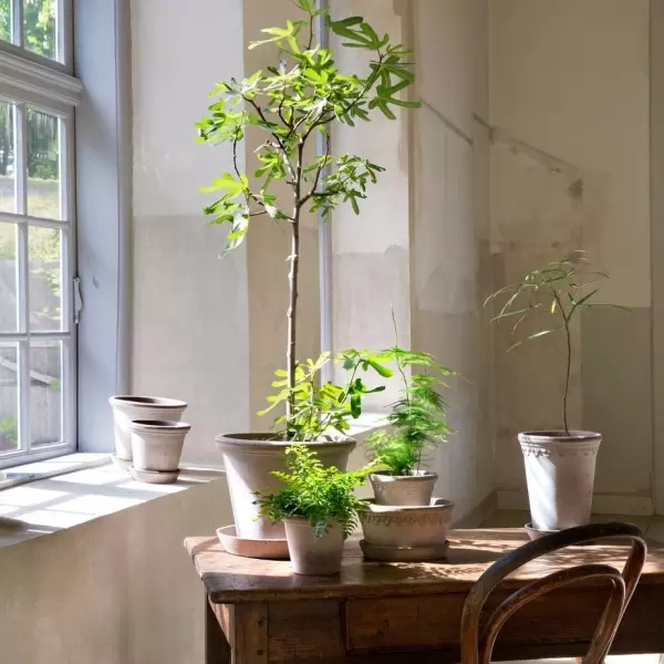 Bergs Potter - Ø:50 Krukke Flora Uglaseret, Grå - Hent selv