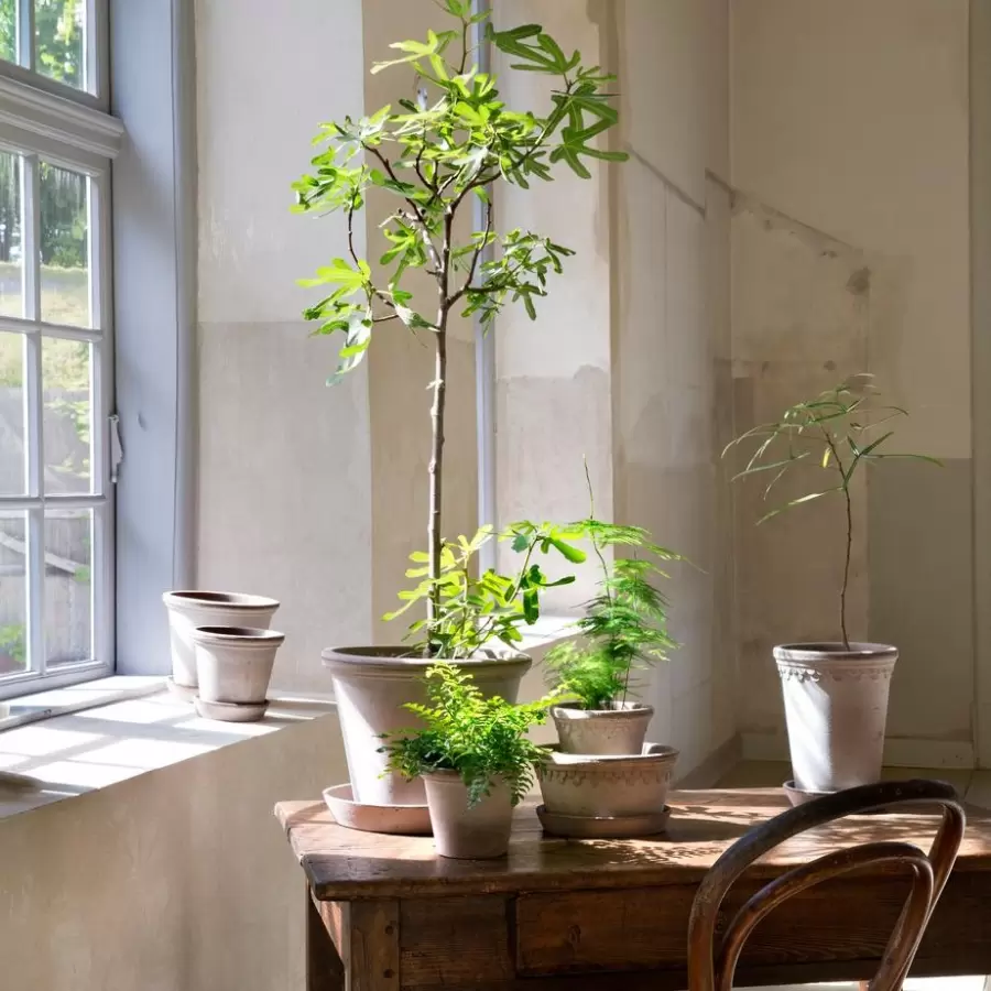 Bergs Potter - Ø:50 Krukke Flora Uglaseret, Grå - Hent selv