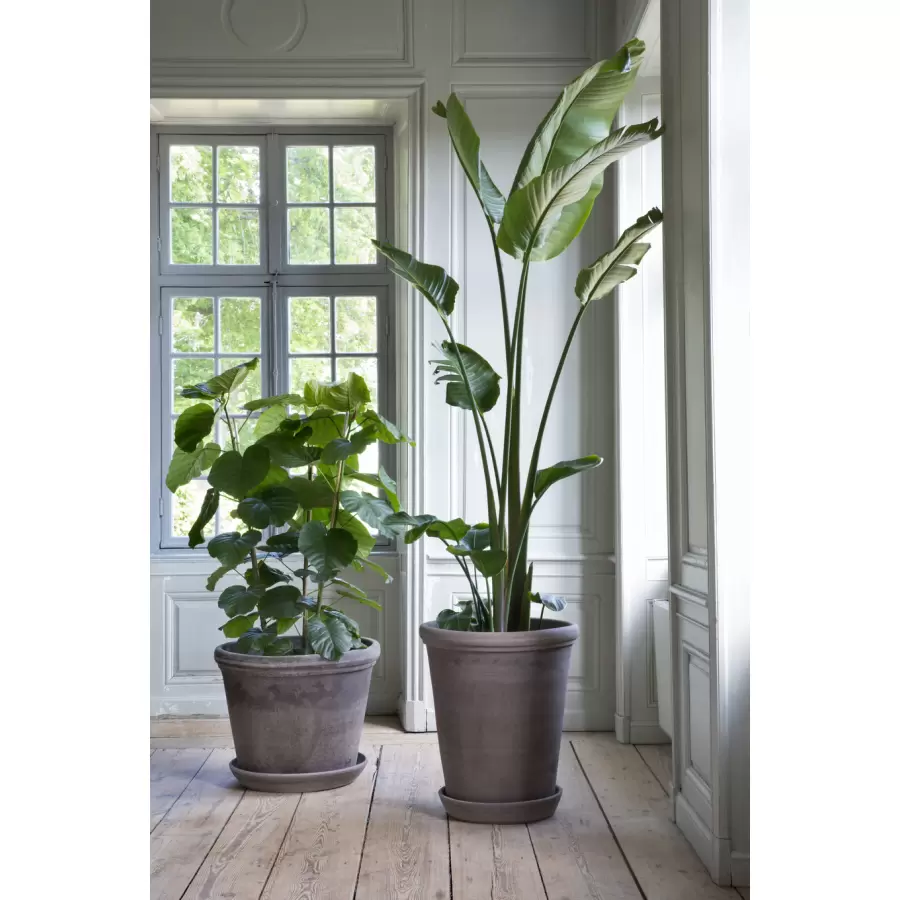 Bergs Potter - Ø:50 Krukke Flora Uglaseret, Grå - Hent selv