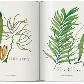 New Mags - The Book of Palms. 40th Edt.