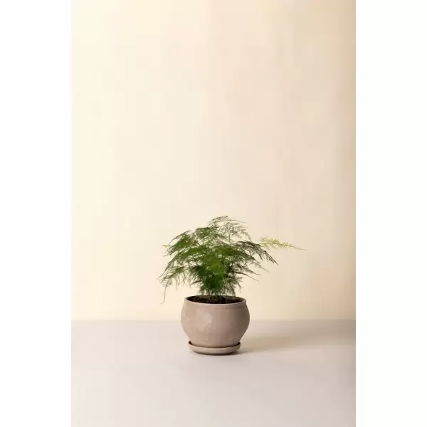 Bergs Potter - Ø:24 Delphi Low Uglaseret, Grå - Hent selv