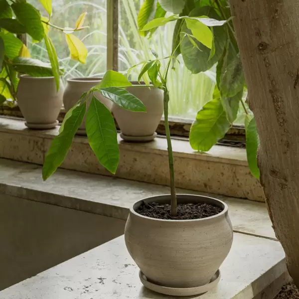 Bergs Potter - Ø:24 Delphi Low Uglaseret, Grå - Hent selv