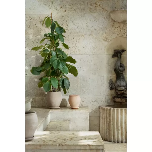 Bergs Potter - Ø:22 Delphi Tall Uglaseret, Grå - Hent selv Bergs Potter - Ø:22 Delphi Tall Uglaseret, Grå - Hent selv