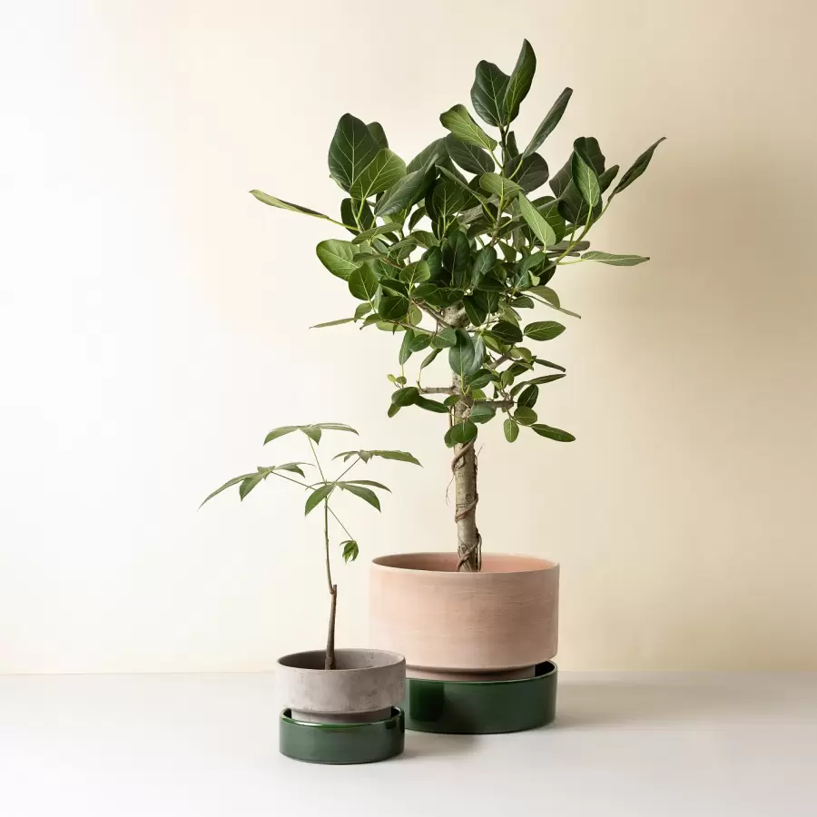 Bergs Potter - Kommer snart - Hoff 40 cm. sæt - rå rosa og grøn glaseret - hent selv