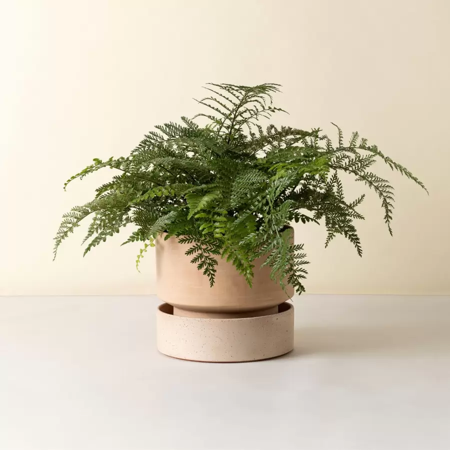 Bergs Potter - Ø:40 The Hoff Pot Uglaseret, Rosa - Hent selv