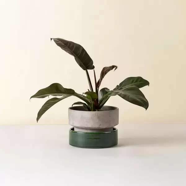 Bergs Potter - Ø:25 Krukke The Hoff Low Pot, Uglaseret Grå - Hent selv Bergs Potter - Ø:25 Krukke The Hoff Low Pot, Uglaseret Grå - Hent selv