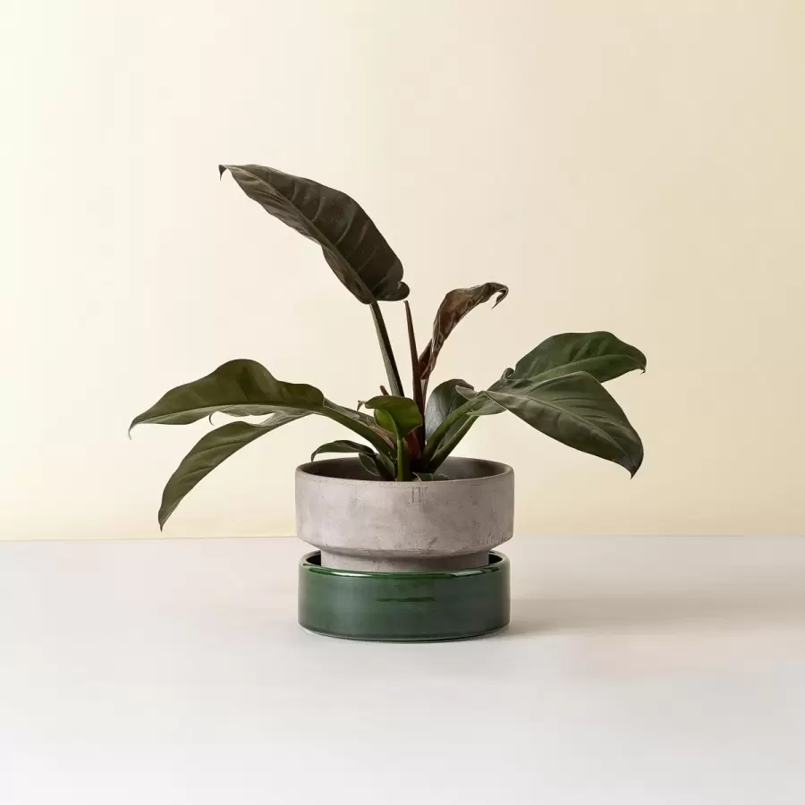 Bergs Potter - Ø:25 Krukke The Hoff Low Pot, Uglaseret Grå - Hent selv