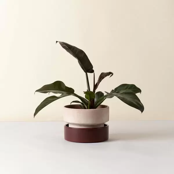 Bergs Potter - Ø:25 The Hoff Low Pot, Krukke (uden underskål) Uglaseret Rosa - Hent selv