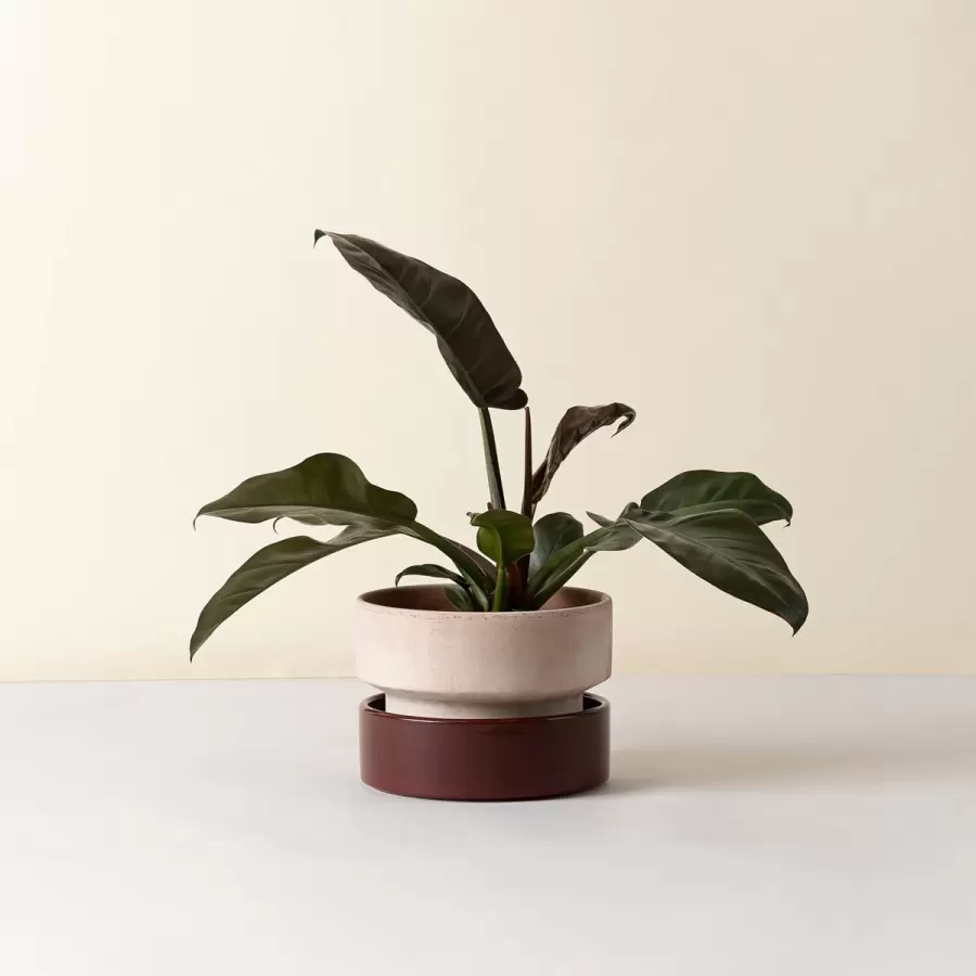 Bergs Potter - Ø:25 The Hoff Low Pot, Krukke (uden underskål) Uglaseret Rosa - Hent selv