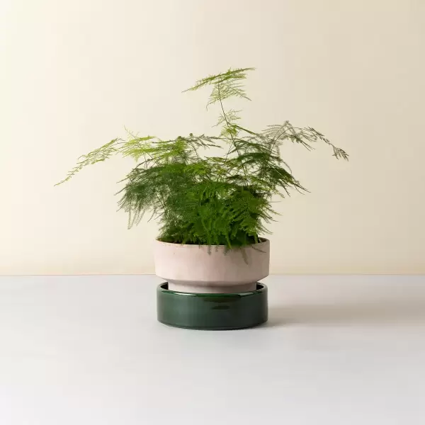 Bergs Potter - Ø:25 The Hoff Low Pot, Krukke (uden underskål) Uglaseret Rosa - Hent selv