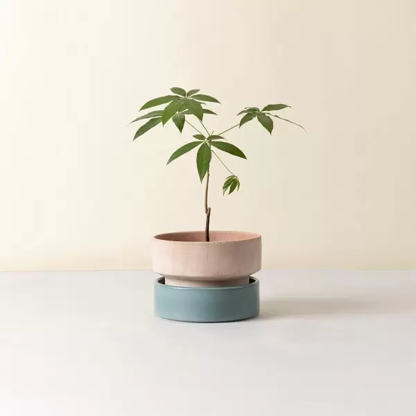Bergs Potter - Ø:25 The Hoff Low Pot, Krukke (uden underskål) Uglaseret Rosa - Hent selv