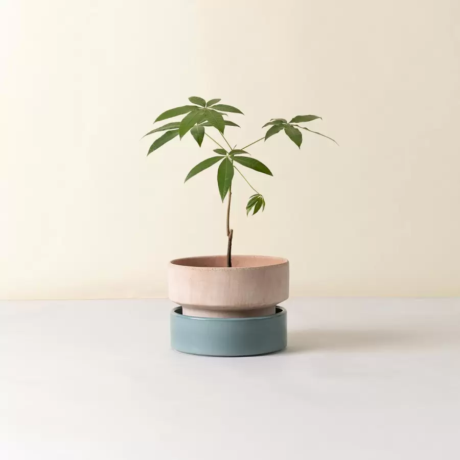 Bergs Potter - Ø:25 The Hoff Low Pot, Krukke (uden underskål) Uglaseret Rosa - Hent selv