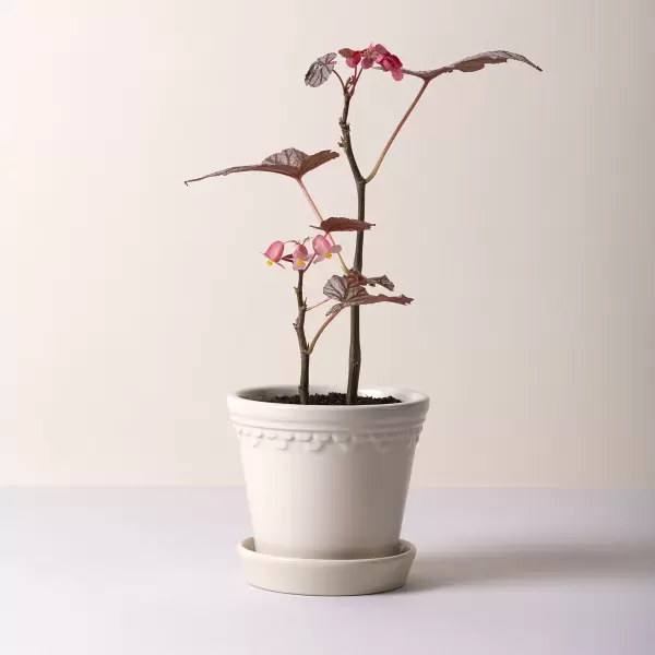 Bergs Potter - Ø:10 Københavnerpotten Glaseret, Sandstone