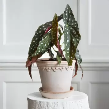 Bergs Potter - Ø:12 Københavnerpotte Uglaseret, Rosa
